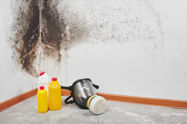 Best Same-Day Mold Removal  in Graniteville, SC