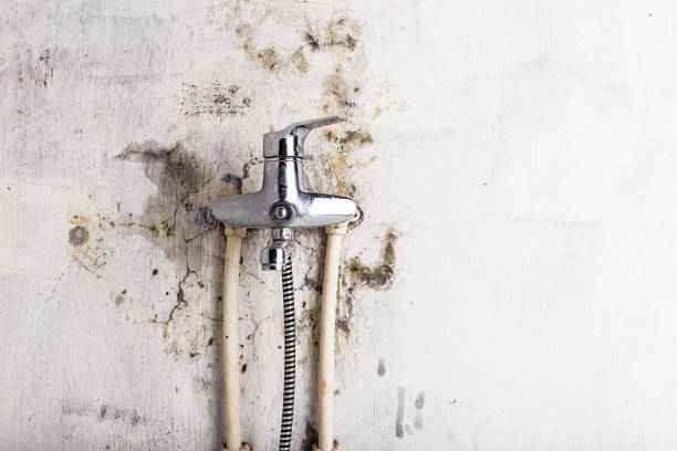 Best Certified Mold Removal  in Graniteville, SC