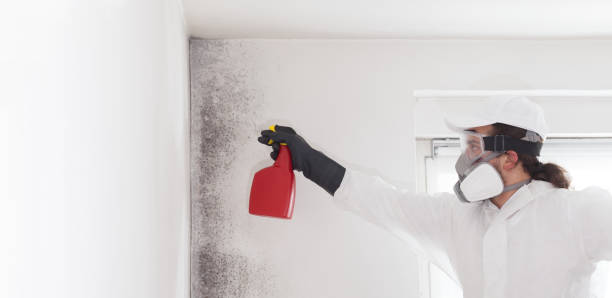 Best Local Mold Removal Service  in Graniteville, SC