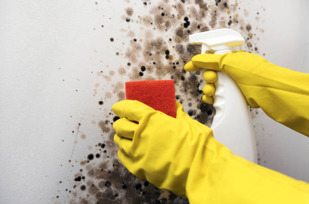 Best Attic Mold Removal  in Graniteville, SC