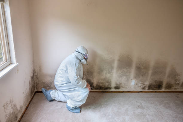 Best Toxic Mold Removal  in Graniteville, SC