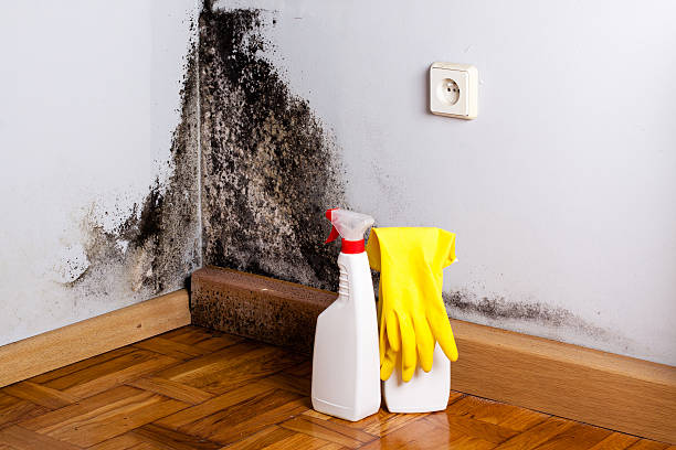 Best Professional Mold Removal  in Graniteville, SC