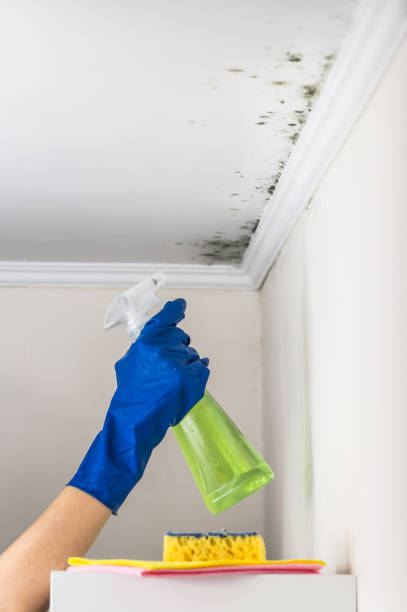 Reliable Graniteville, SC Mold Removal Solutions